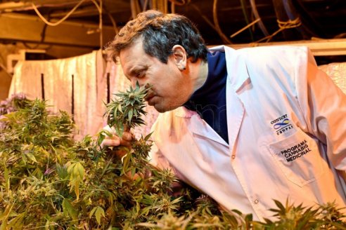 Aquí están y estos son todos los proyectos de investigación de cannabis vigentes en la Argentina