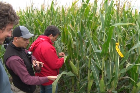 El maíz tardío busca expandirse en el paisaje agrícola entrerriano