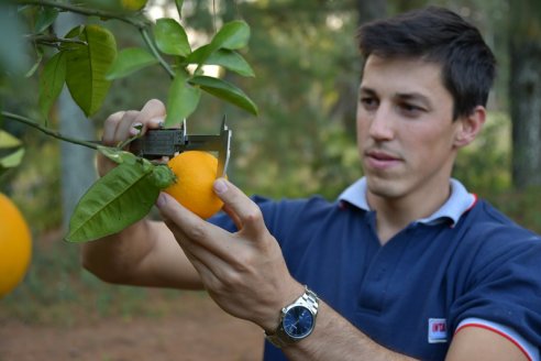 Expertos evalúan el impacto de los fertilizantes nitrogenados en citrus