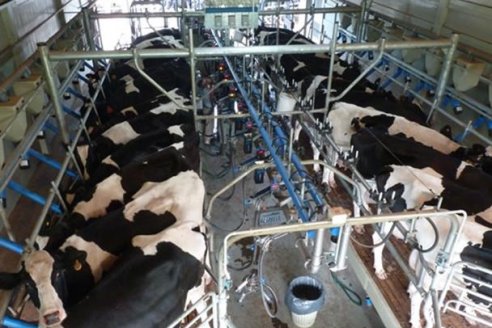 La tabla de alimentos que permite mejorar la eficiencia de conversión en vacas lecheras