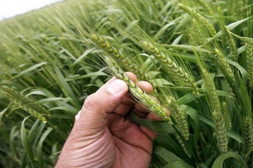 Por la sequía en la zona núcleo el 40% del trigo puede perderse