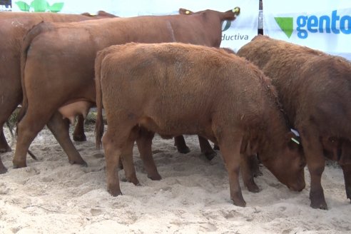 Las ventas de toros y hembras remataron un espléndido cierre de la Prueba Pastoril, edición 2022