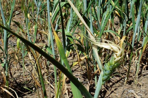 Sin lluvias en tiempo y forma en esta primavera, se desploma el rinde esperado para el trigo 2022