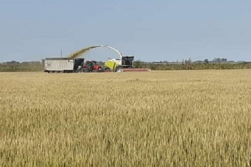 La perspectiva de rendimientos del trigo sigue cayendo