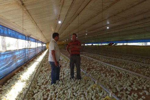 Visita a Granja Avícola Don Juan - Orlando y Matias Hollmann - Seguí, Entre Ríos