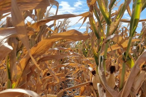 El gobierno presentará un proyecto de ley que beneficiará a productores afectados por la sequía
