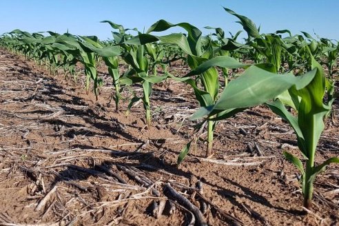 Zona núcleo: los tips claves para sembrar maíz muy tardío
