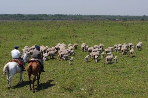 La gestión y manejo de los sistemas de producción de ovinos son motivo de una diplomatura específica