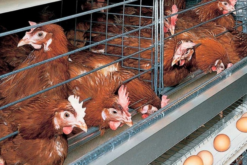 Hay 1.300.000 gallinas en zona de granja donde se registró caso de Gripe Aviar