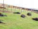 En un campo de Rincón del Nogoyá murieron 200 vacunos afectados por una intoxicación con nitratos