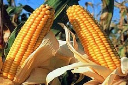 Por cuarto año consecutivo, creció el área sembrada con maíz de primera en Entre Ríos