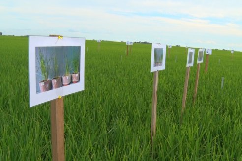 Ensayos de potasio sobre cultivos de arroz en suelo entrerriano de la Asociación Civil Fertilizar