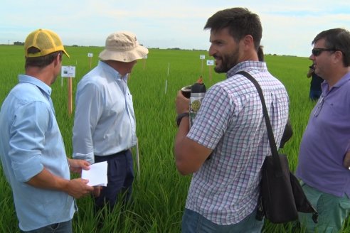 Ensayos de potasio sobre cultivos de arroz en suelo entrerriano de la Asociación Civil Fertilizar