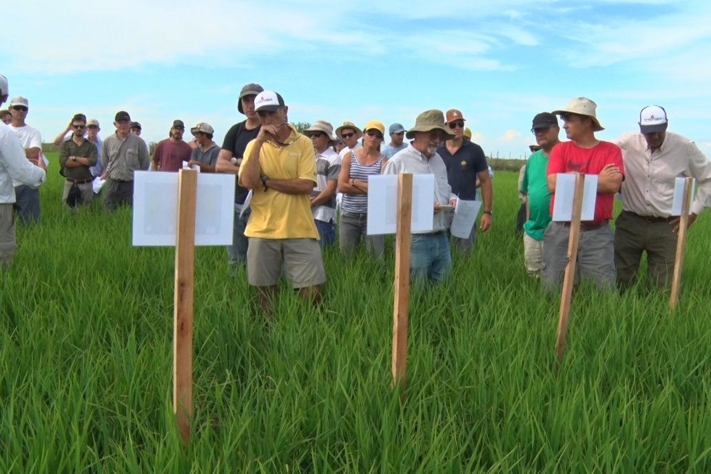 Ensayos de potasio sobre cultivos de arroz en suelo entrerriano