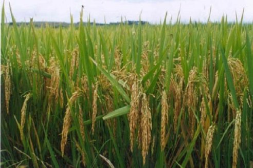 Tras casi una década de derrumbe, el arroz vuelve a crecer en la costa santafesina
