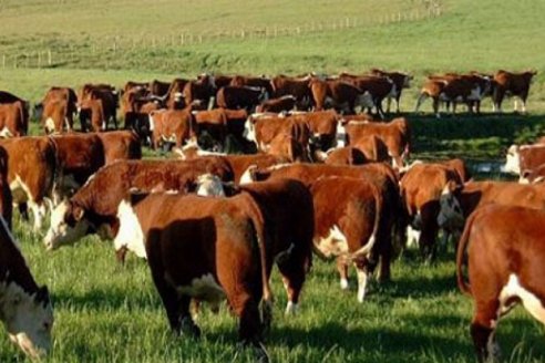 Plan oficial para volcar 400.000 cabezas de ganado al mercado