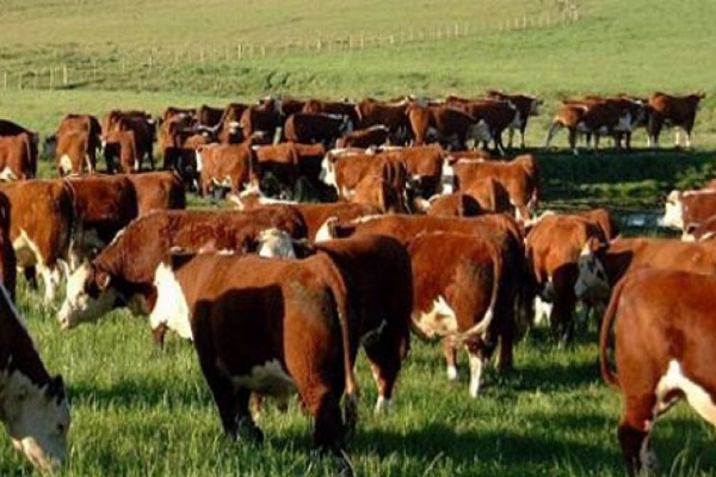 El Gobierno desarrolla un plan para volcar 400.000 cabezas de ganado al mercado