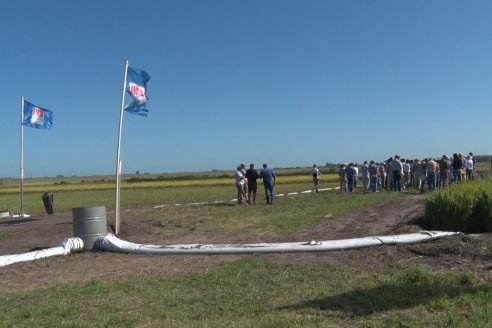 Día de Campo de Arroz 2020 - Fundación PROARROZ y GTMGA INTA C.del Uruguay