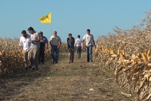 Campo Lider Nidera de La Impronta - Agronomía Pura - El Solar - Departamento La Paz - Entre Ríos