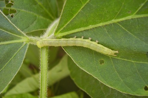Aconsejan intensificar los monitoreos ante la presencia de oruga de las leguminosas y cogollera