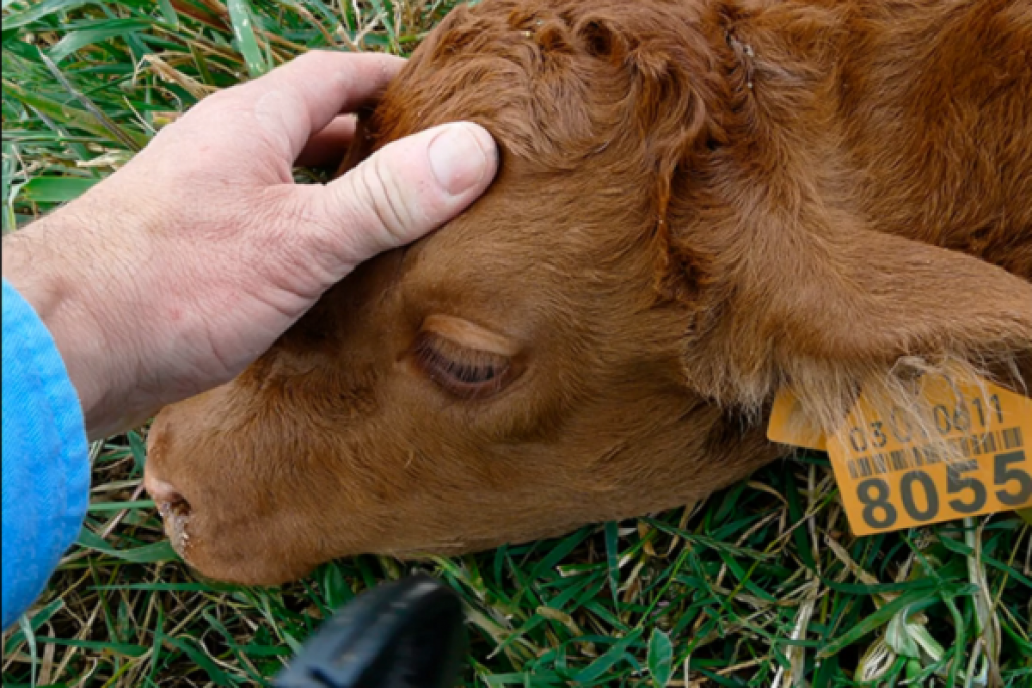 Están apareciendo distintos tipos de Tristeza Bovina en Departamentos del Centro