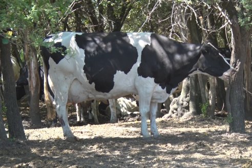 Los Estribos de Gieco: una producción mixta entre lechería y agricultura