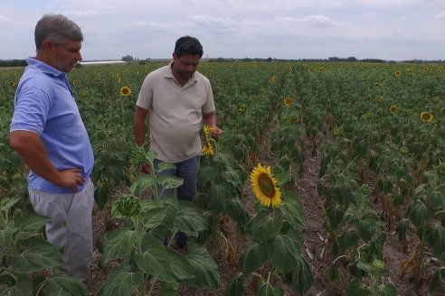 Casi todo el maíz y el girasol de Entre Ríos crece muy bien entonado de cara a una esperada gran campaña