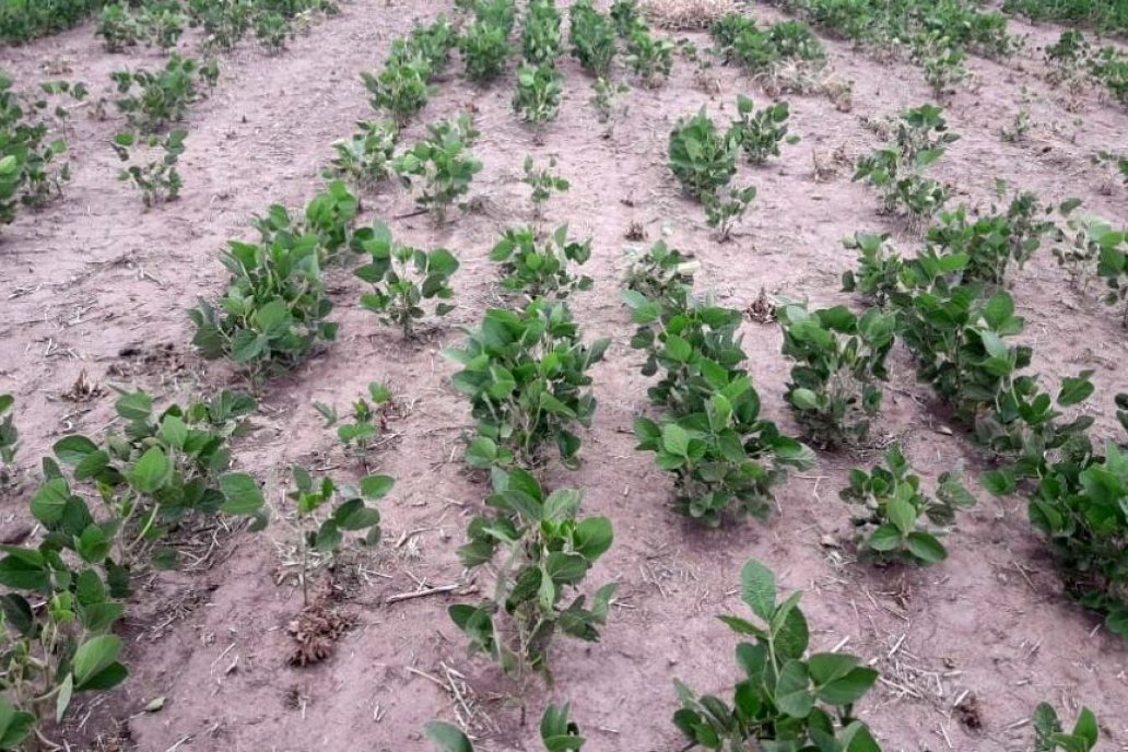Así de raleados quedan los campos atacados por el insecto.