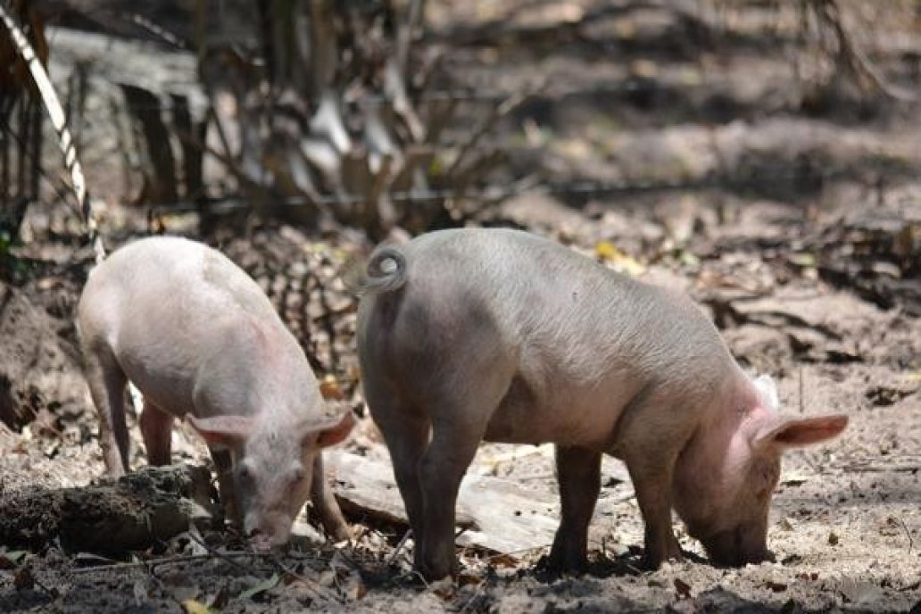Sistema de producción de cerdos al aire libre “Bien Campero” de INTA Concordia