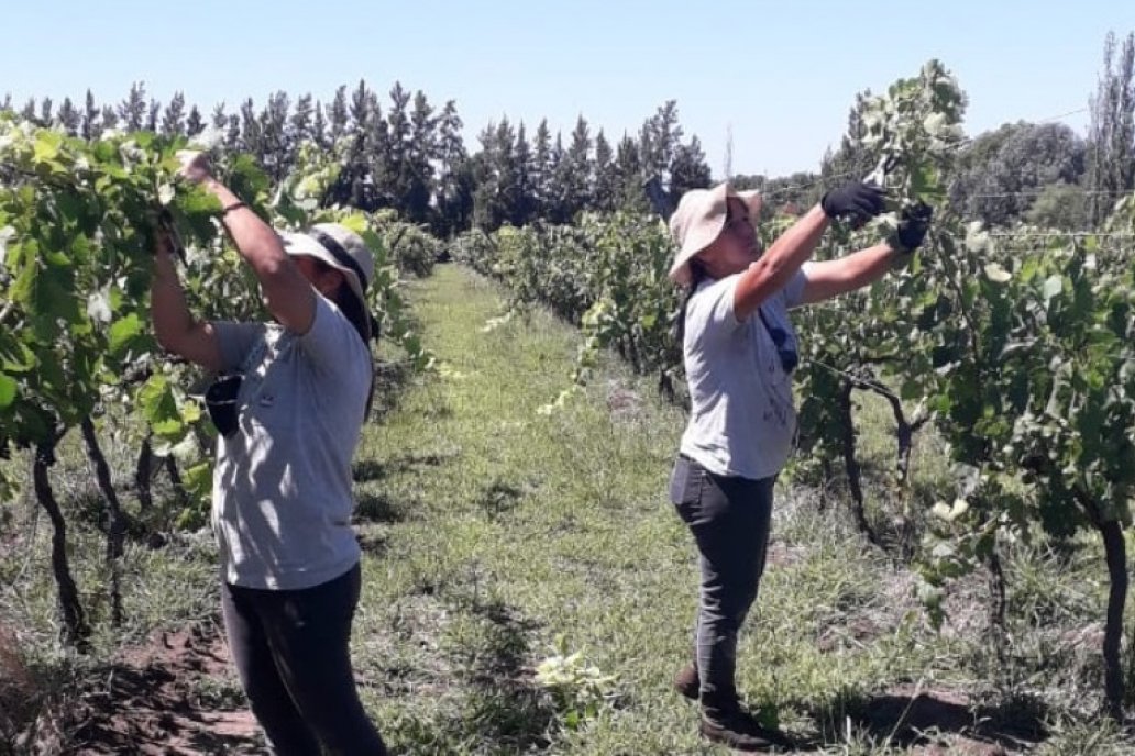 El este de Entre Ríos es una zona cálida y apta para la producción de vid