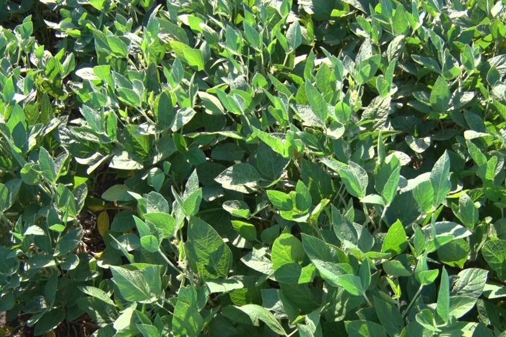 Los lotes más perjudicados aparecen cultivados con soja de segunda.