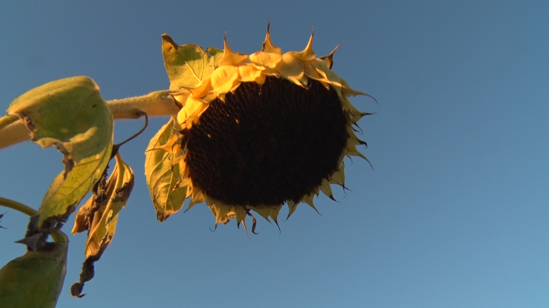 Panorama | Jornada a Campo de Berardo Agropecuaria SRL - Potencial maicero  y girasolero con tecnología y manejo - Urdinarrain - Panorama | Campo en  acción