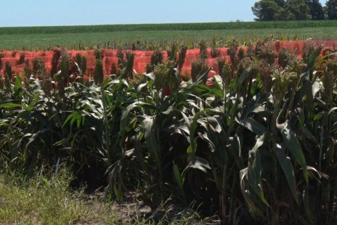 Que tiemblen los pulgones, la trilla del sorgo está en acción