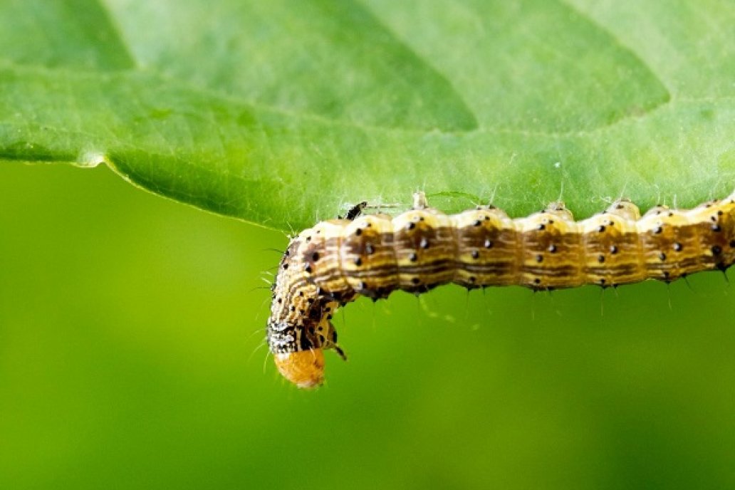 Crece la presión de otros tipos de insectos como las orugas y a las chinches.
