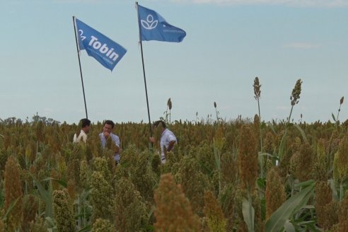 Eduardo Cicerone y Pablo Bouzada - Tobin Semillas - Más allá del pulgón, el sorgo no tiene techo en la Argentina