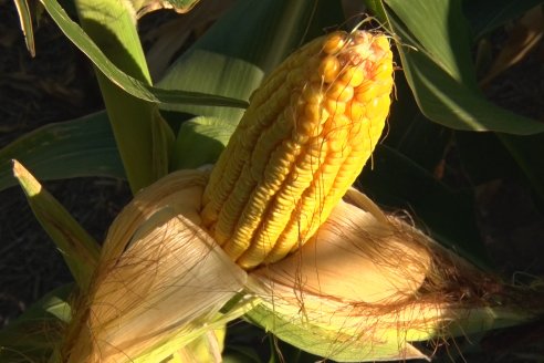 Atentos todos: China se apronta a revolucionar a la agricultura con su maíz modificado genéticamente