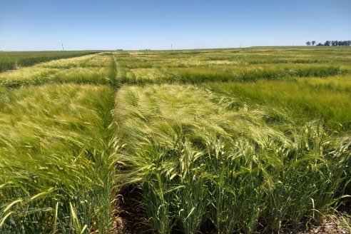 Financian la fina de pequeños productores con 200 hectáreas