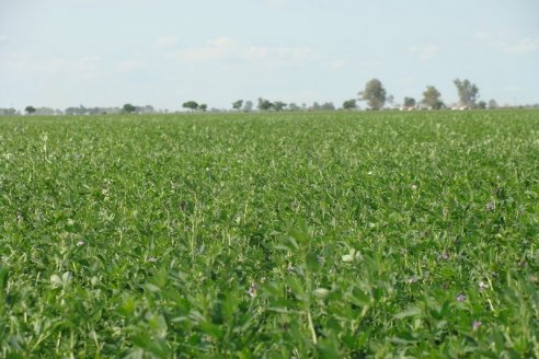 Efluentes del tambo incrementan rindes de maíz para silo y alfalfa