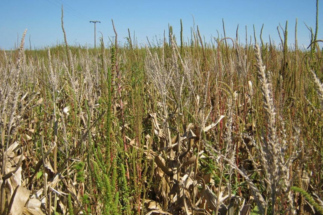 Los agroquímicos cada vez afectan menos a Amaranthus