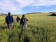 Avanza la siembra de brassicaceas y sobre unas 55.000 hectáreas