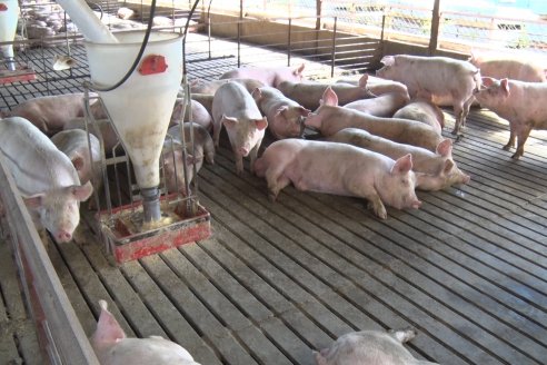 La cadena porcina crece sostenidamente en producción y faena