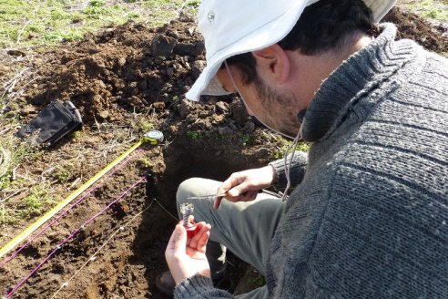 Con residuos avícolas mejoran la fertilidad y estructura del suelo