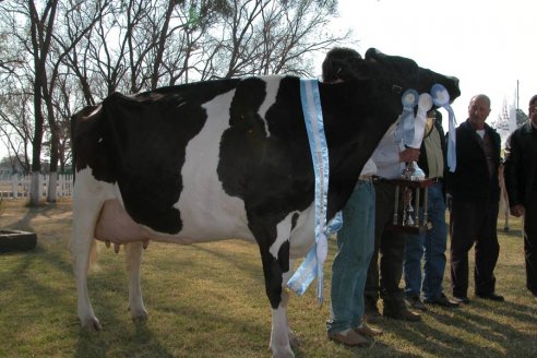 Las vacas entrerrianas que están en la elite de la raza Holando Argentina