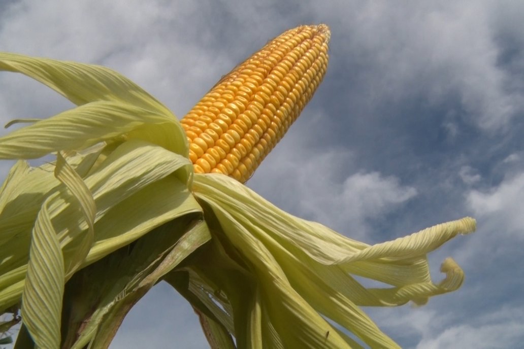 La genética es el punto inicial de un cultivo de maíz
