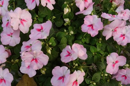 Las plantas ornamentales remedian los suelos que dañaron con plomo
