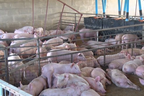La baja cotización del maíz deja en verde los números de la producción de cerdos