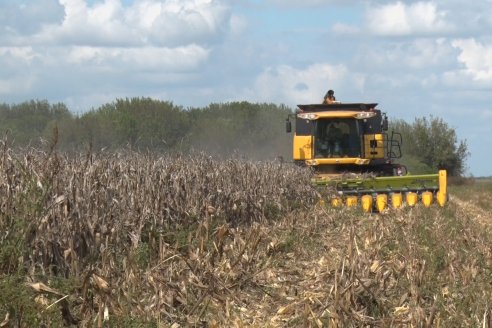 El maíz rendirá cerca de 55 millones de toneladas