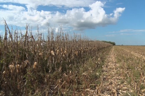 Establecimiento El CAA-GÚÍ - Strip Test Agronómico Agrofe Campo - KWS Semillas - Rizobacter