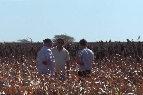 Adolfo Weber - Cosecha de Sorgo en Distrito Quebracho