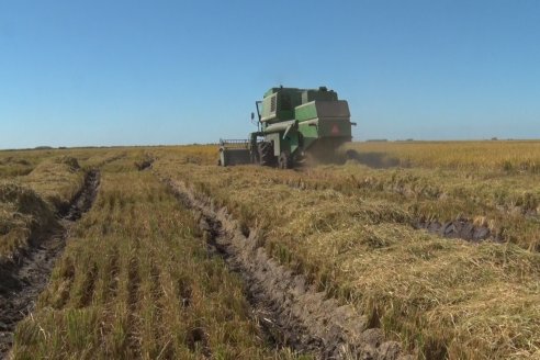 Corrientes aventajó a Entre Ríos en producción de arroz